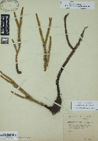 Lycopodiella alopecuroides image