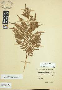 Pteridium aquilinum subsp. pseudocaudatum image