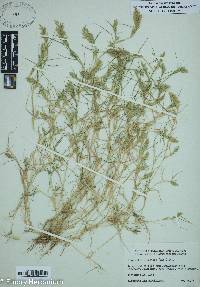 Eragrostis hypnoides image