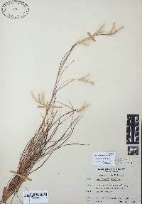 Andropogon ternarius image