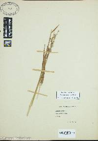 Brachiaria serrata image