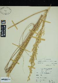 Uniola paniculata image