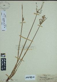 Cyperus haspan image