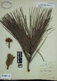 Pinus taeda image