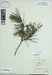 Pinus echinata image