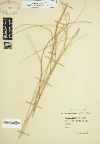 Spartina patens image