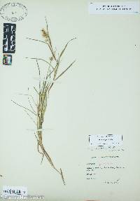 Cenchrus spinifex image