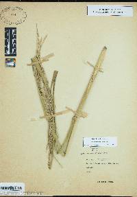 Panicum amarum image