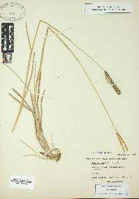 Eustachys petraea image