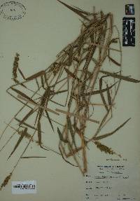 Sacciolepis striata image