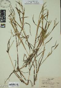 Paspalum dissectum image