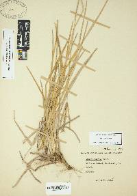 Eustachys petraea image