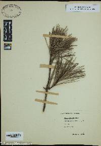 Pinus echinata image