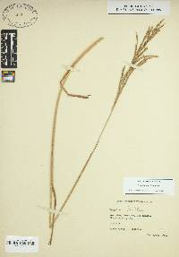 Paspalum urvillei image