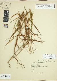 Sacciolepis striata image