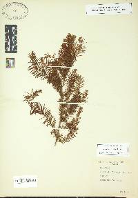 Taxodium ascendens image