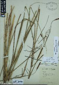 Carex glaucescens image