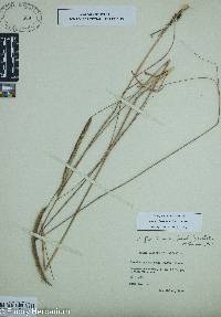 Image of Ctenium floridanum