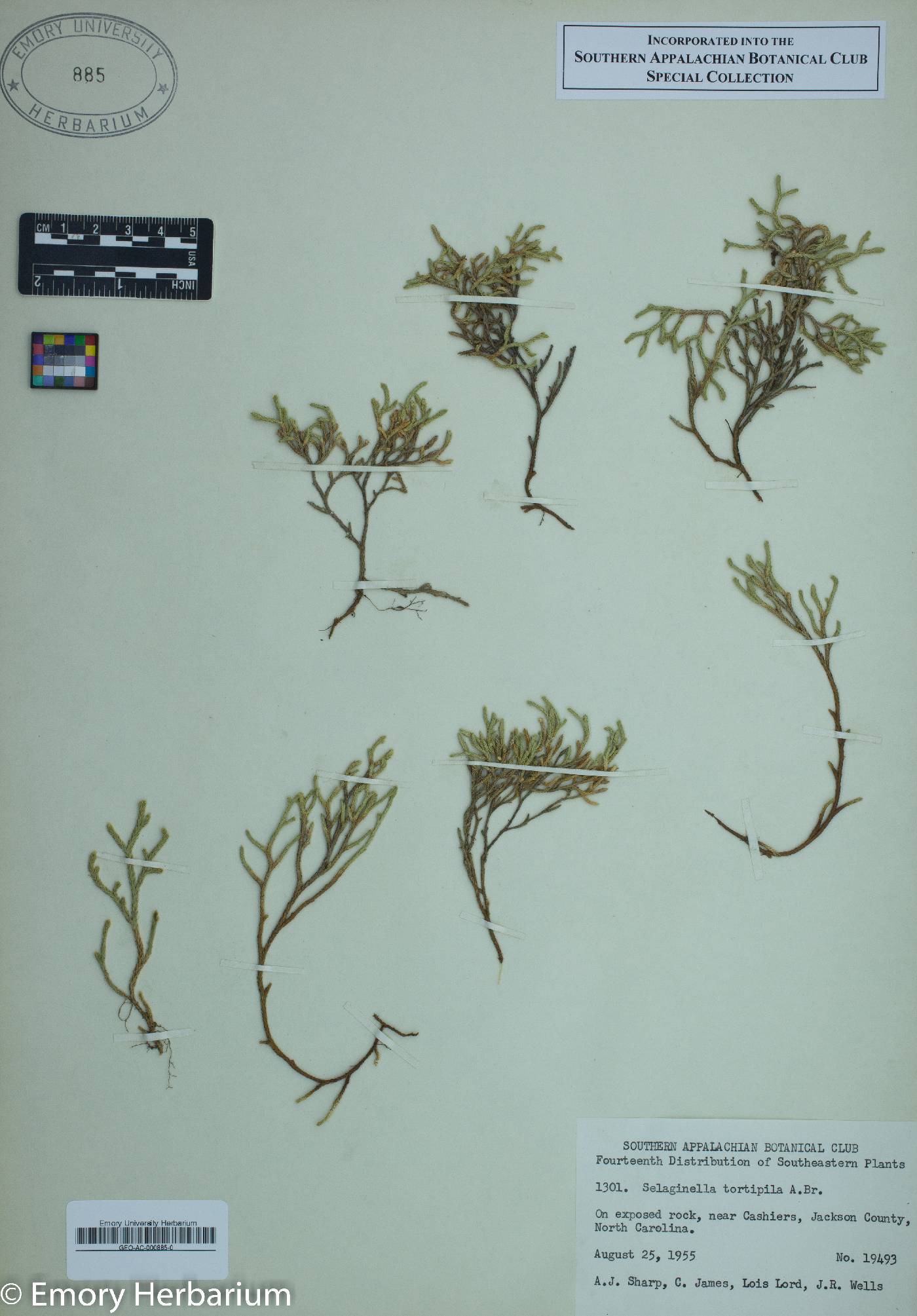 Selaginella tortipila image