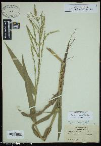 Image of Phanopyrum gymnocarpon