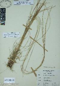 Aristida purpurascens image