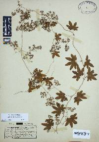 Lygodium palmatum image