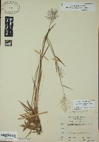 Dichanthelium acuminatum subsp. longiligulatum image