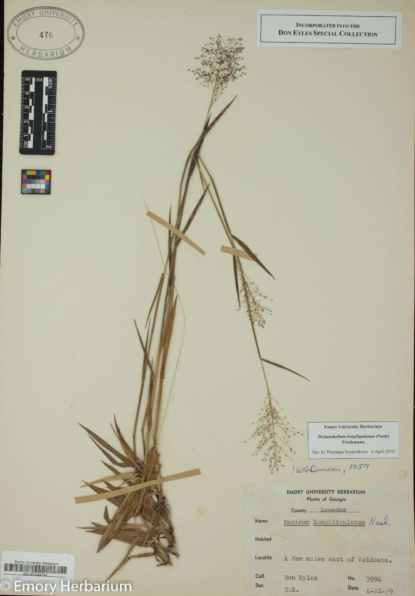 Dichanthelium acuminatum subsp. longiligulatum image