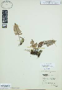 Pleopeltis polypodioides subsp. polypodioides image