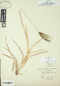 Eustachys petraea image