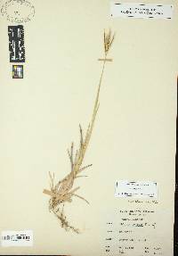 Eustachys petraea image