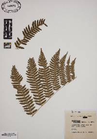 Dryopteris goldieana image