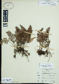 Pleopeltis polypodioides subsp. polypodioides image