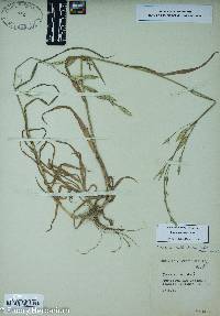 Bromus catharticus image