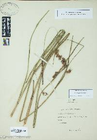 Scleria triglomerata image