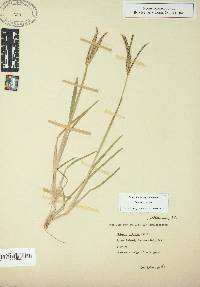 Eustachys petraea image