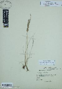 Vulpia octoflora var. octoflora image