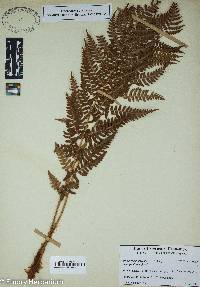 Image Associated With the Occurence