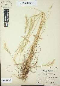 Danthonia sericea image