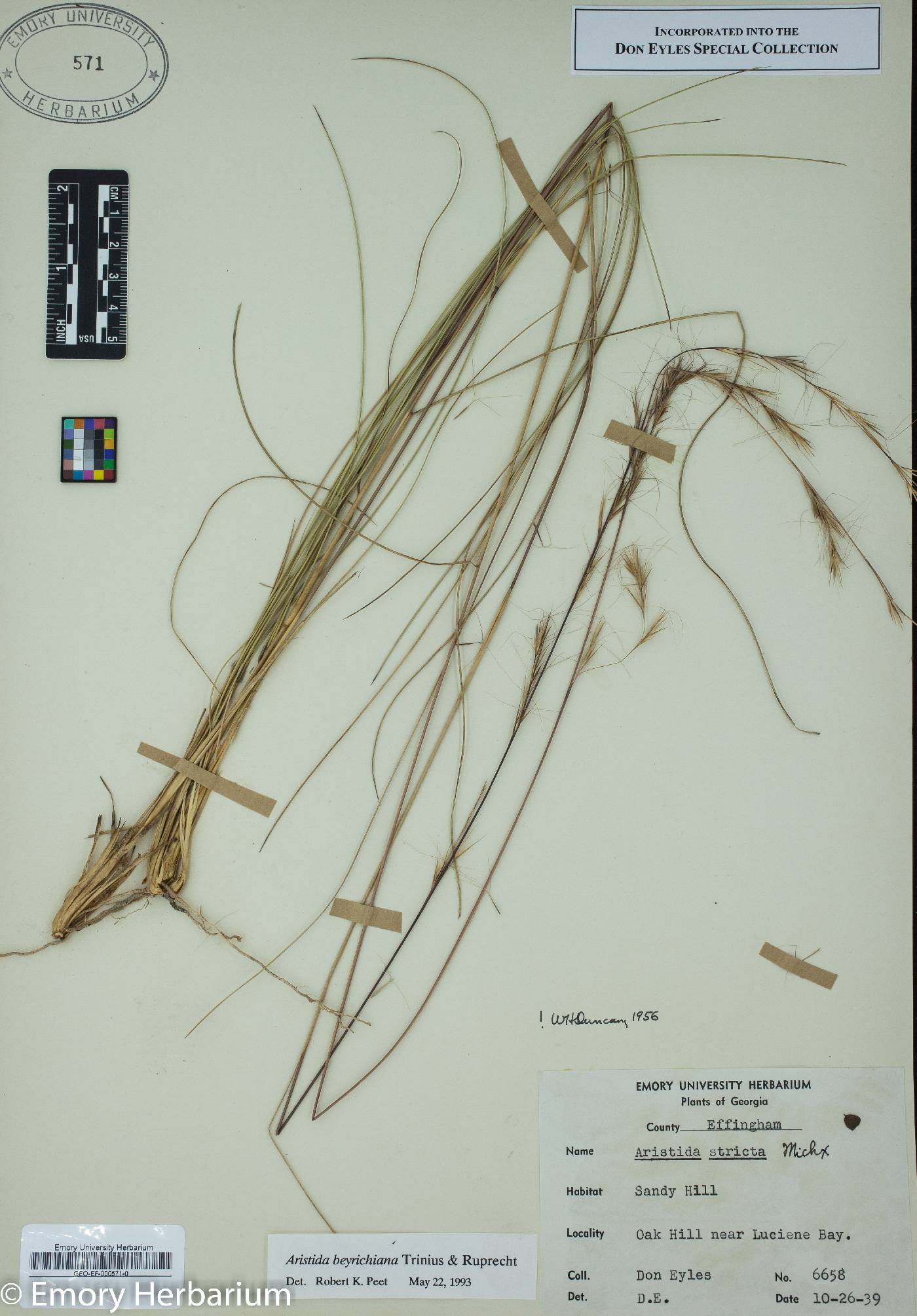 Aristida beyrichiana image
