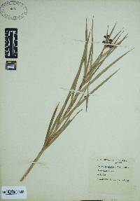 Scirpus polyphyllus image