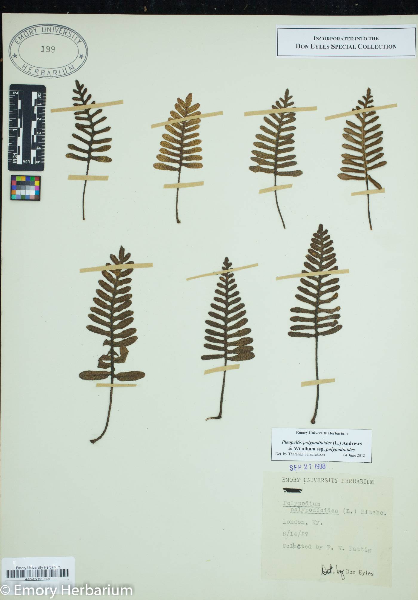 Pleopeltis polypodioides subsp. polypodioides image