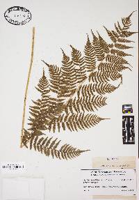 Athyrium filix-femina subsp. asplenioides image