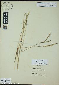 Paspalum dilatatum image