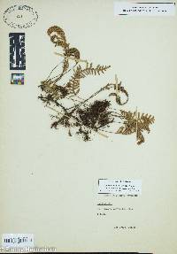 Pleopeltis polypodioides image