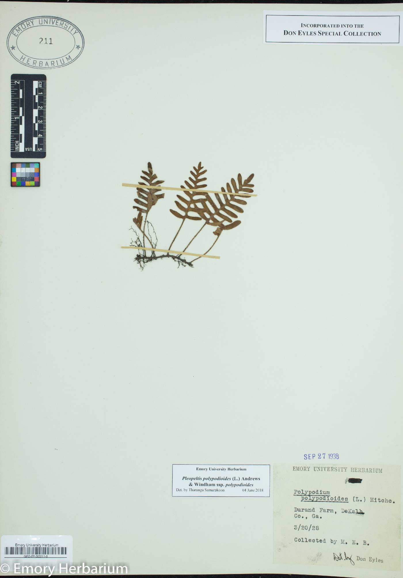 Pleopeltis polypodioides subsp. polypodioides image