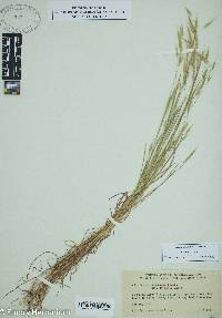 Bromus arvensis image