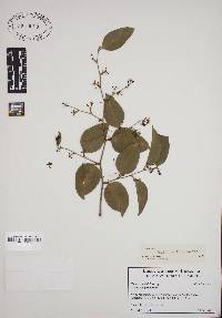 Smilax smallii image