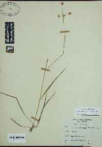 Luzula bulbosa image