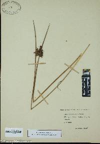 Juncus roemerianus image